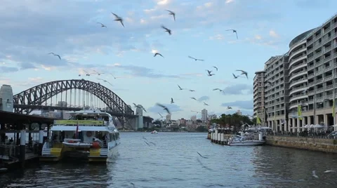 Seagulls at the pier of Sydney Stock Footage 64261401