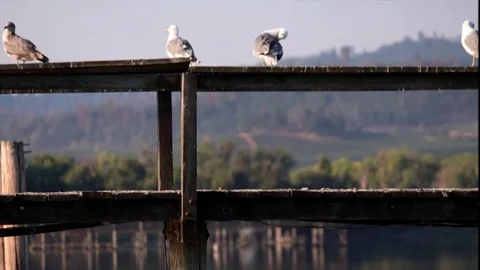 Seagulls on Pier TImelapse Stock Footage 80666028