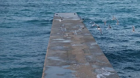 Seagulls pier winter. Video stock 219354162