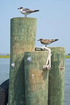 Seagulls on pilings Foto stock