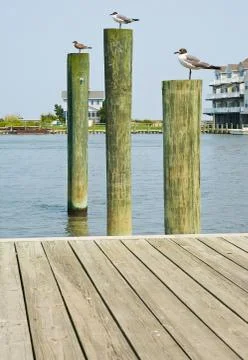 Seagulls on pilings Stock Photos