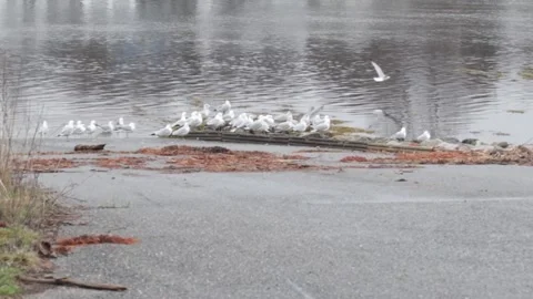 Seagulls Playing 4-26 Stock Footage 335758289