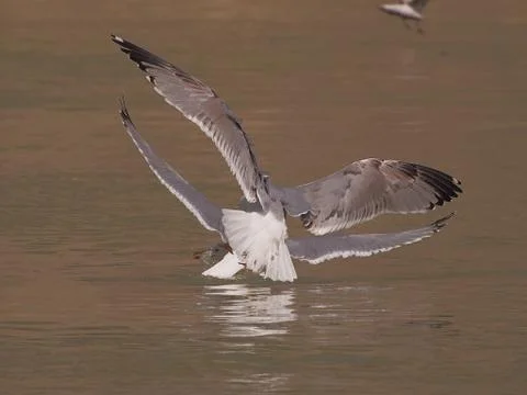 Seagulls playing in flight Stock Photos