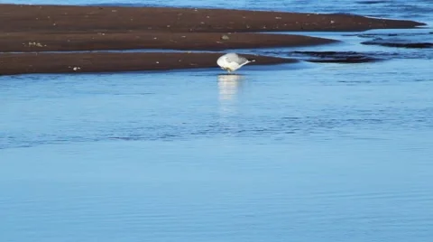 Seagulls playing in the water Stock Footage 40645161