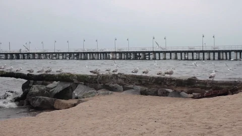Seagulls in Poland Video stock 103287792