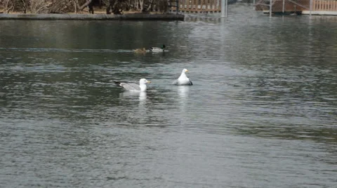 Seagulls In A Pond 库存影片 48170960