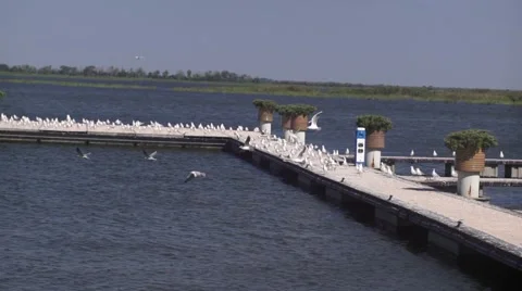 Seagulls on a pontoon Stock Footage 41539778
