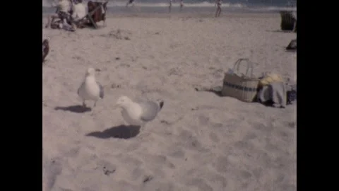 Seagulls on Porthminster beach Stock Footage 253105660