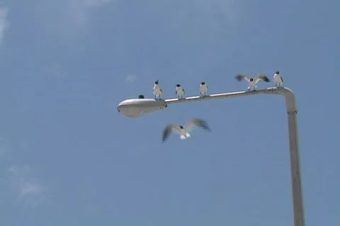 Seagulls  on a post 2 Stock Footage 509378