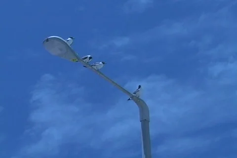 Seagulls on a post Stock Footage 509382