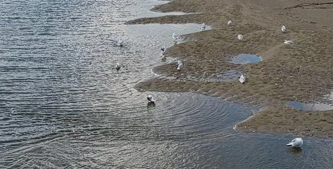 Seagulls preening in the shallows Stock Photos