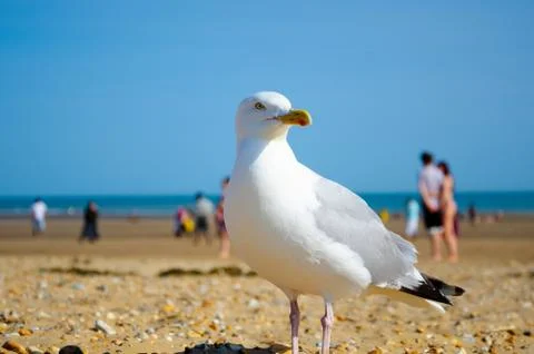 Seagull's profile Stock Photos
