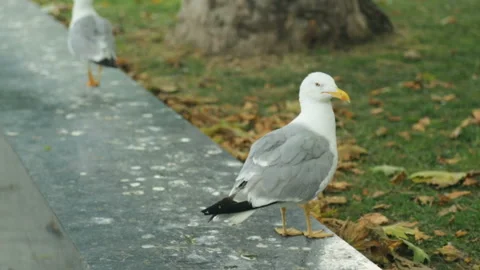 Seagulls in public park 库存影片 96355016
