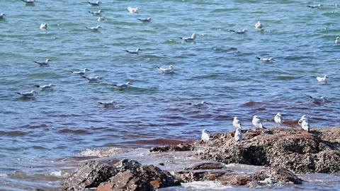 Seagulls in Qingdao Stock-Footage 293463353