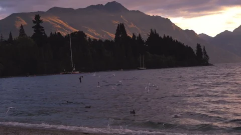 Seagulls in Queenstown Beach at sunset Stock Footage 129143700