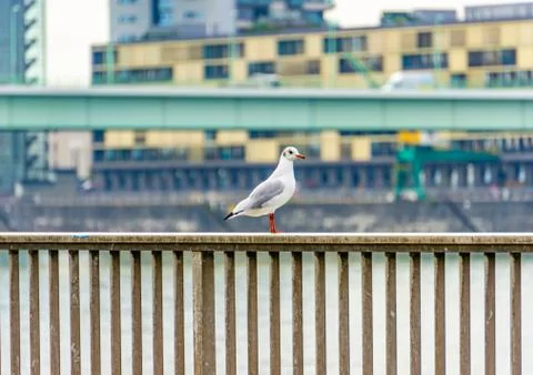 Seagulls on the railing on a bridge in Cologne Stock Photos