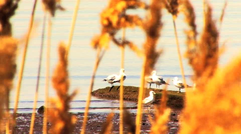 Seagulls &amp; Reeds Stock Footage 40715037