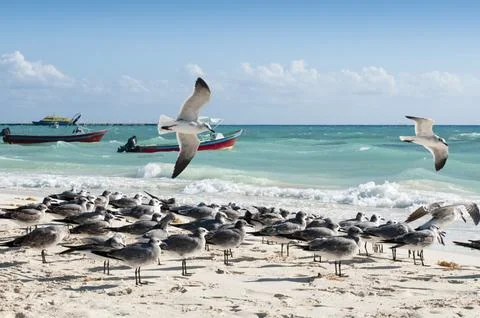 Seagulls rest in a beach Fotos de archivo