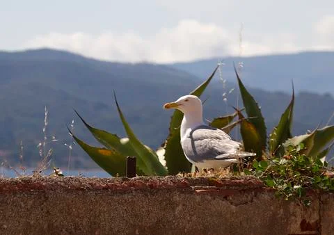 Seagulls at rest Stock Photos