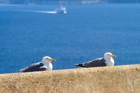 Seagulls at rest Stock Photos