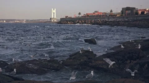 Seagulls rest on the rocks and waves of the ocean Stock Footage 220787281