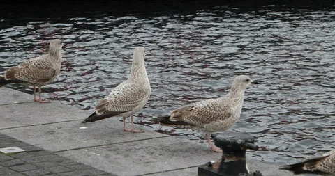 Seagulls rest on the side of the dock in Grand Canal Dock, Dublin, Ireland Stock Footage 102581291