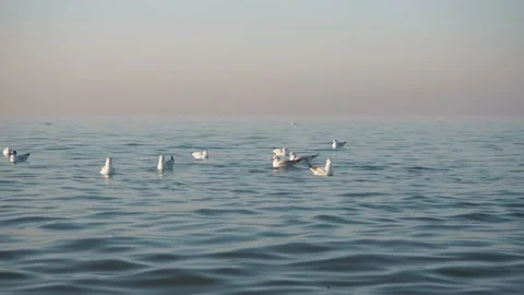Seagulls rest on the surface of the calm, serene sea Stock Footage 149306189