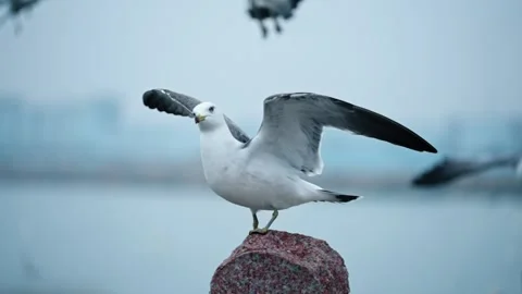 Seagulls resting alternately Stock Footage 270261022