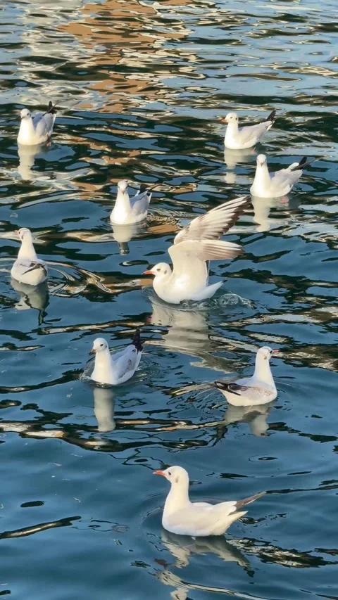 Seagulls resting and floating on the mirror-like surface of calm water, creat Stock Footage 301859609