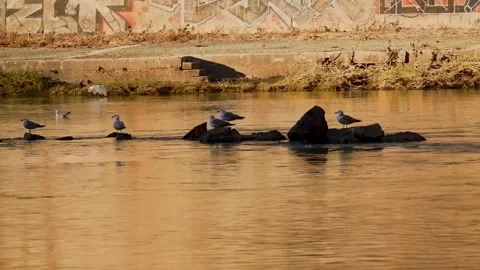 Seagulls Resting and Flying Over River Vídeos de archivo 326501469