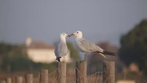 Seagulls resting and moving at breeding grounds near a lake at dawn recorde.. Stock Footage 314134856