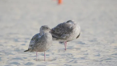 Seagulls resting on the beach in 4k Stock Footage 281559089