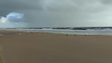 Seagulls resting on the beach seaside on a cloudy day. Some start to take-off. Stockbeeldmateriaal 345164667