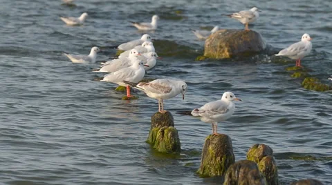 Seagulls resting on the breakwater Video stock 42897995