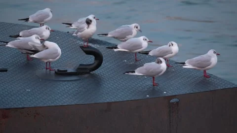 Seagulls Resting on Deck  perched on a metal industrial surface near water Stock Footage 327567066
