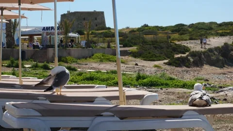 Seagulls resting on hammocks on the beach. Slow motion. 스톡 동영상 333934896