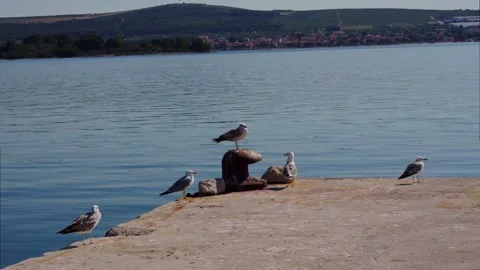 Seagulls resting on harbor bollard 動画素材 339782158