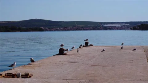 Seagulls resting on quiet harbor pier Video stock 339782285