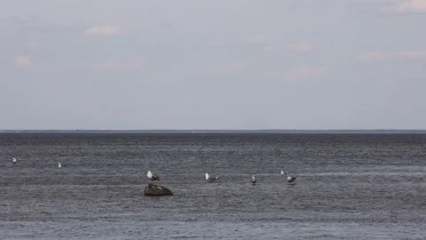 Seagulls resting on rock and floating on calm water Video stock 333393167
