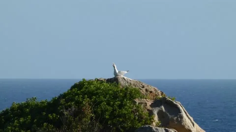 Seagulls resting on a rock Stock Footage 238003930