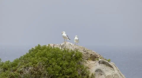 Seagulls resting on a rock Stock Photos