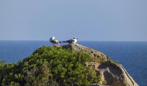 Seagulls resting on a rock Stock Photos