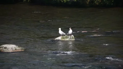 Seagulls resting on rock in river Видео 1033613