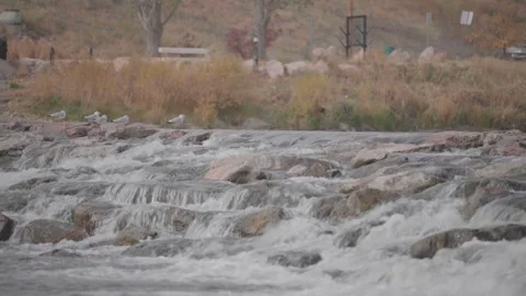 Seagulls Resting on Rocks by Flowing River Rapids Video stock 333081503
