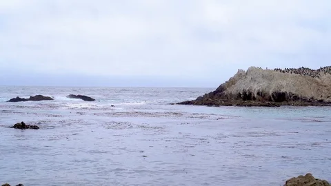 Seagulls resting on the rocks with waves. Stock-Footage 97777786