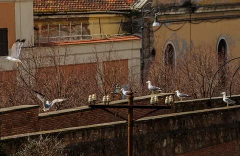 Seagulls resting on rooftop Stock Photos