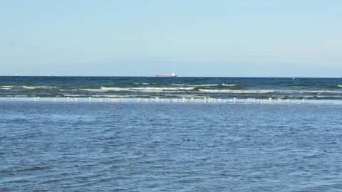 Seagulls resting on a sandbar with a cargo ship on the horizon Stock Footage 339503595