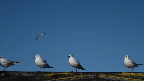 Seagulls resting on the shore Stock Footage 148425792