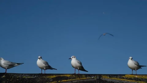 Seagulls resting on the shore Vídeos de archivo 148426263