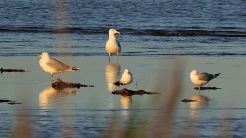 Seagulls resting on the shoreline at sunset Stock Footage 339541198
